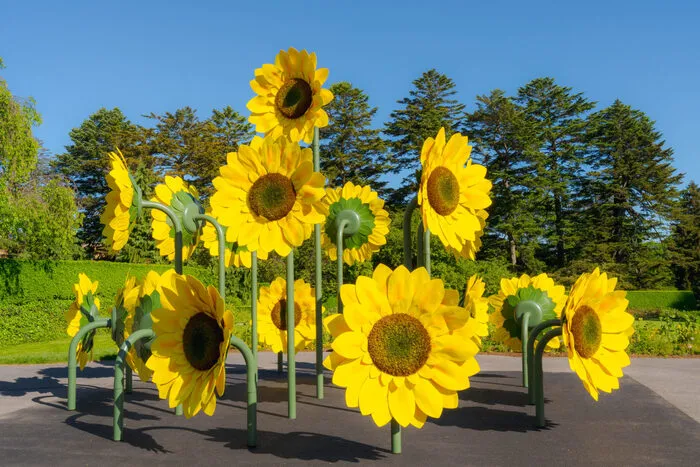 Girasoles